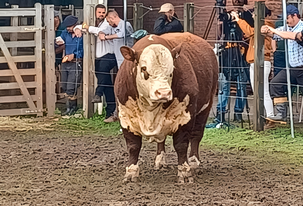 Definidos campeões rústicos Hereford e Braford da Expointer