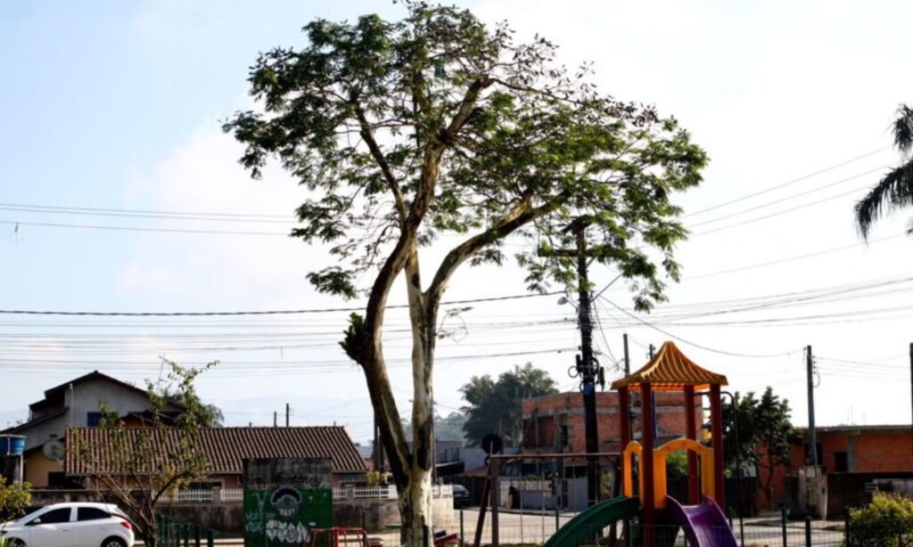 Plano de Arborização muda a paisagem de Joinville com árvores nativas e adultas
