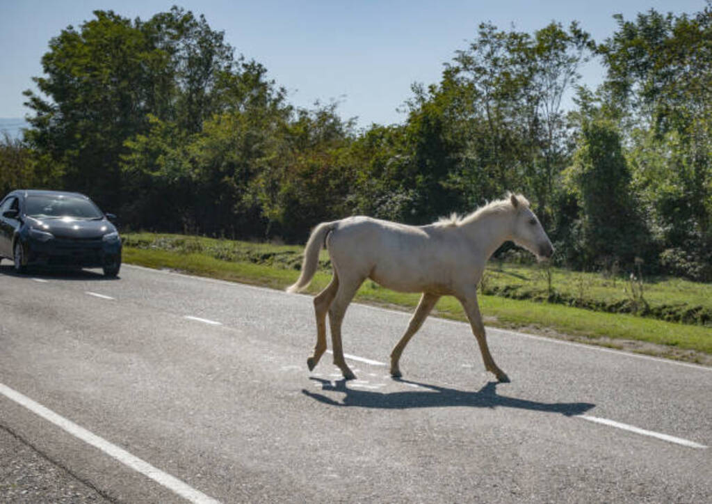 PRF registrou mais de 600 cavalos encontrados nas rodovias da região