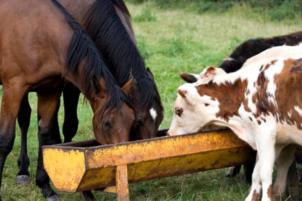 Investigação revela venda de gado e cavalos com documentos falsos no Estado