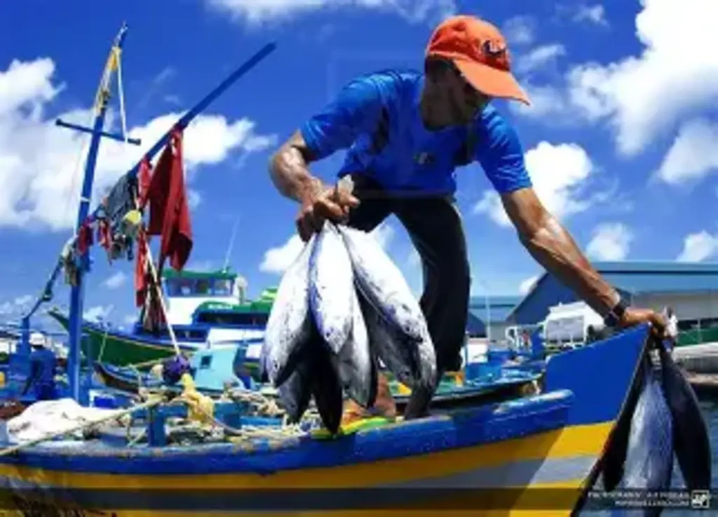 Novas regras do Seguro-Defeso impactam pescadores de São Francisco do Sul e região