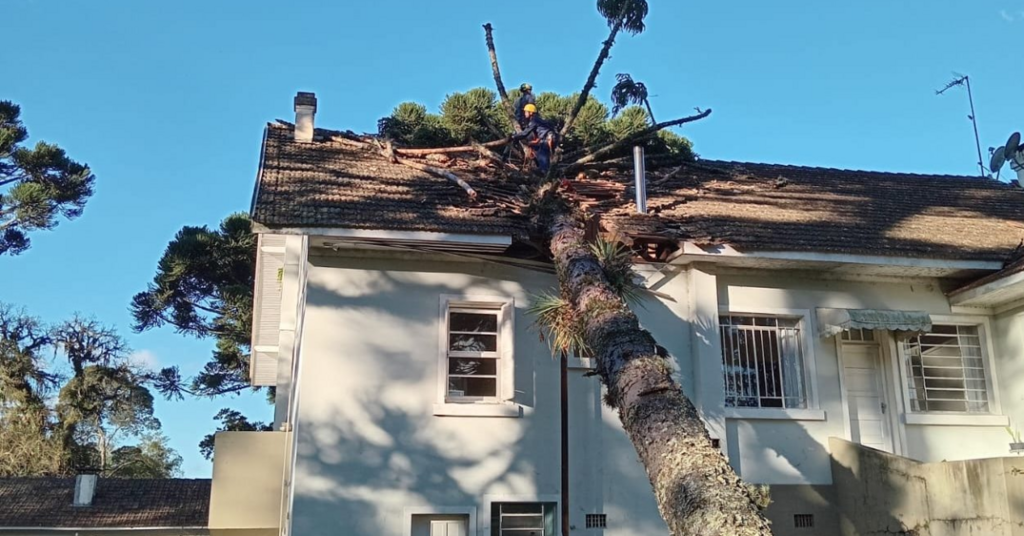 Pinheiro cai sobre residência em Mafra e mobiliza Corpo de Bombeiros