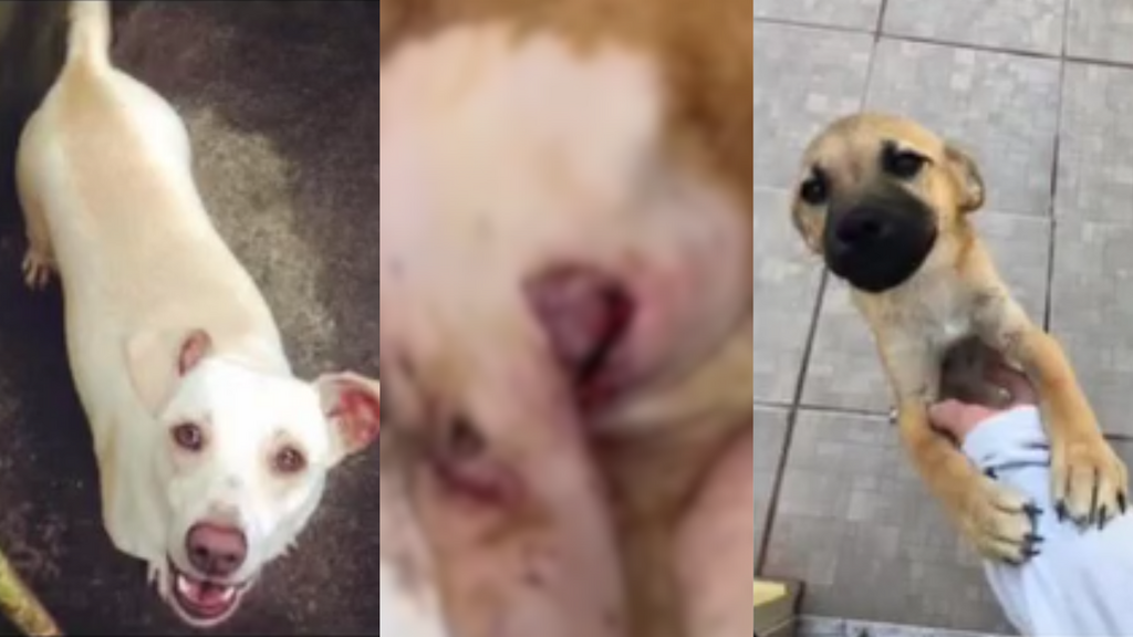  - Cães são brutalmente esfaqueados em Imbituba e família pede ajuda para salvar sobrevivente