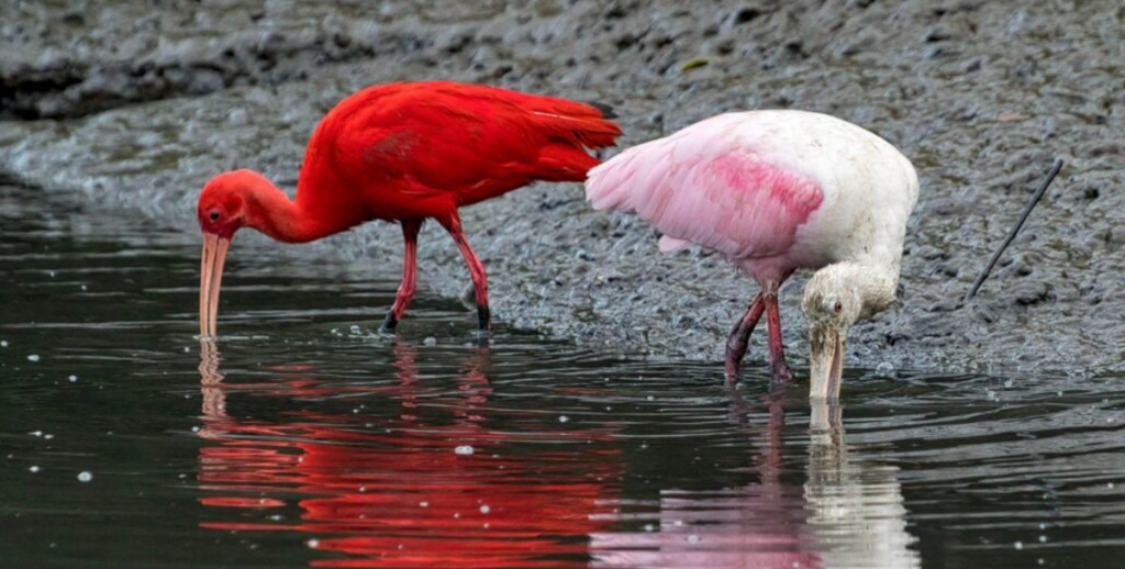 Últimos dias para se inscrever no concurso fotográfico sobre aves