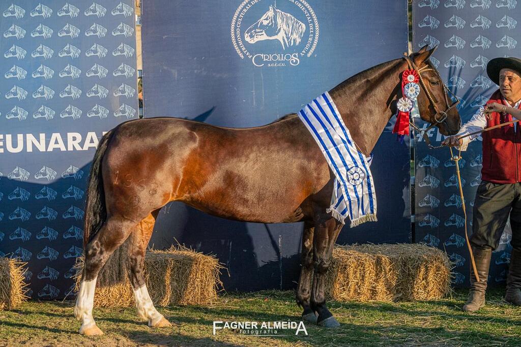 Expo Prado classifica oito exemplares para FICCC 2026