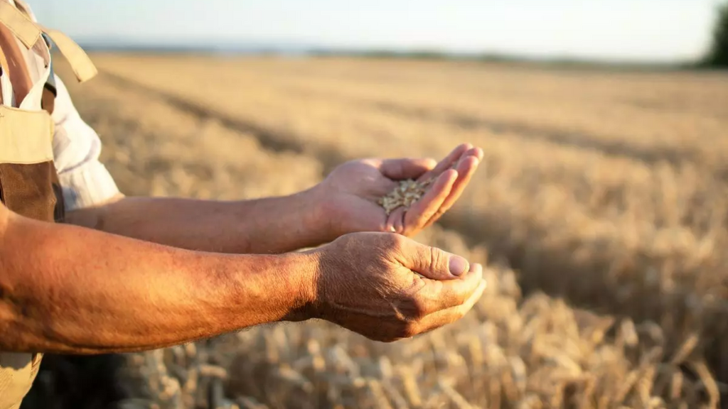 Plano Safra 2025/2026 vai destinar R$ 89 bilhões para agricultura familiar