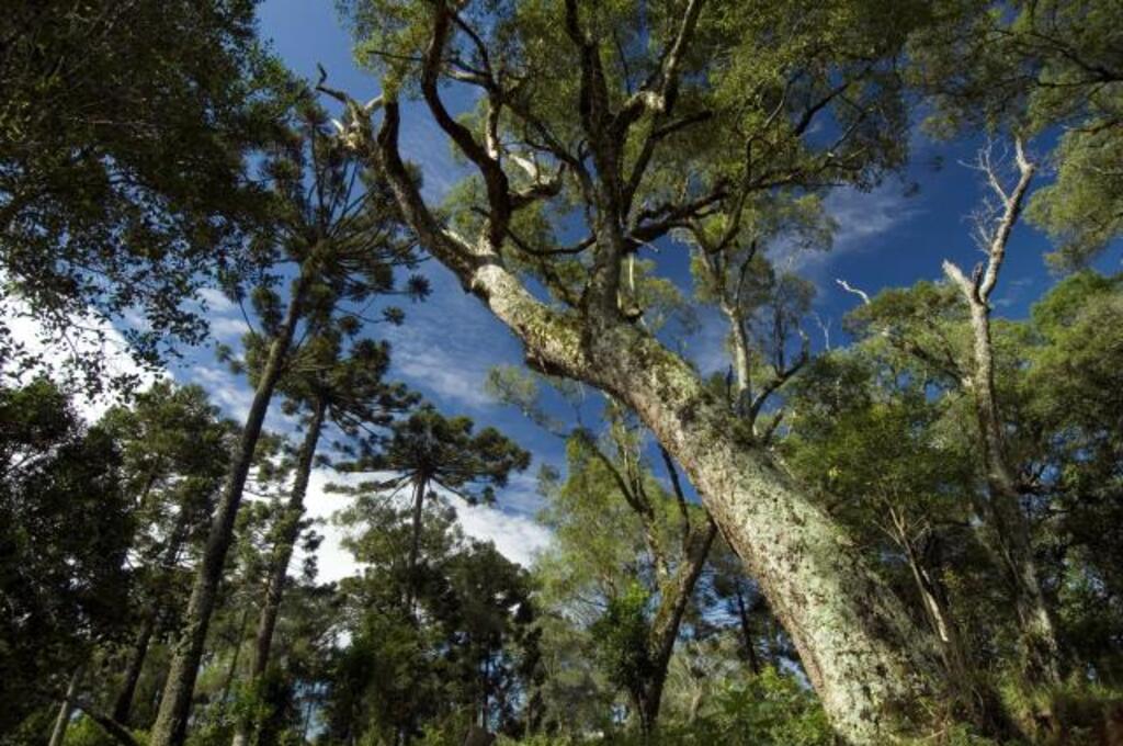 Serra Catarinense possui 508 mil hectares de florestas