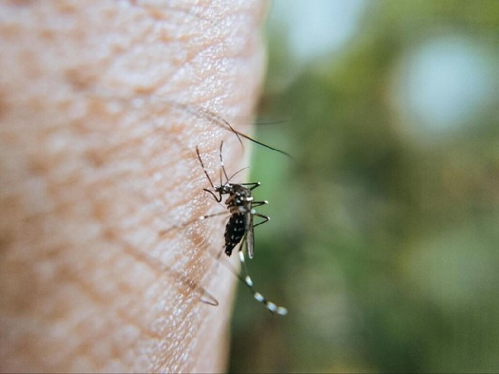 Risco de doenças causadas por mosquito vai disparar no Brasil até 2080, prevê estudo