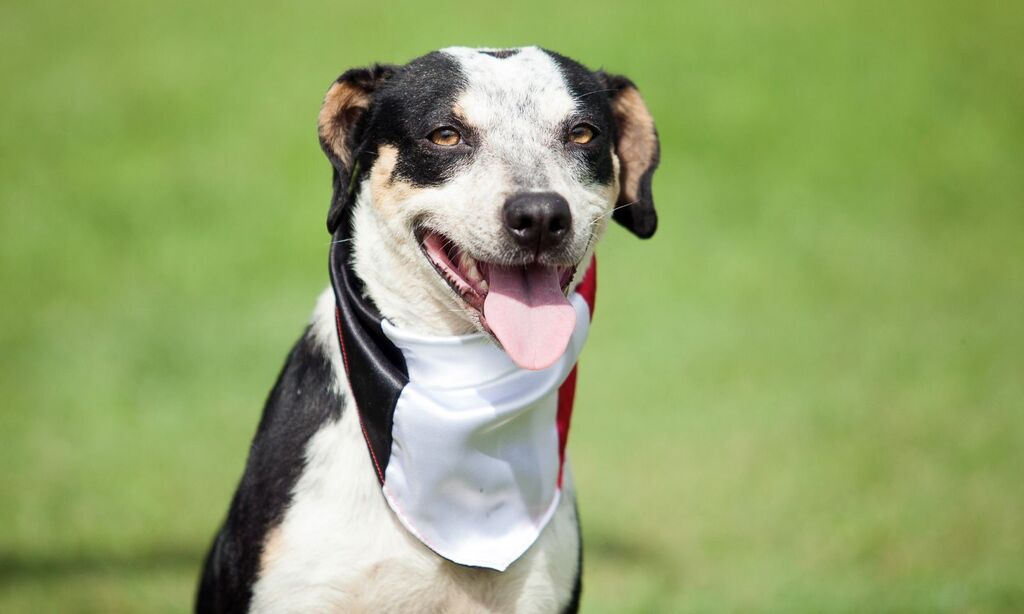 Time de “feras” do Centro de Bem Estar Animal (CBEA) entra em campo na Arena Joinville no domingo
