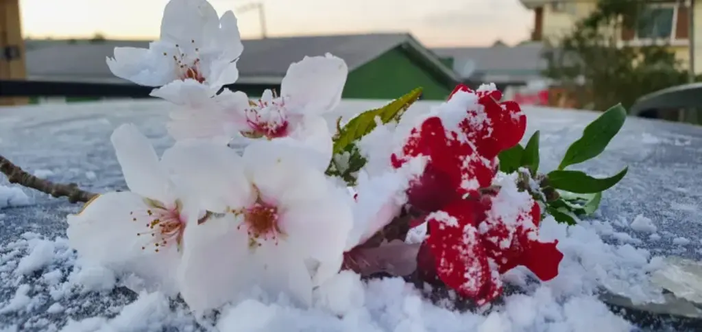 Primavera começa com geada e temperaturas negativas na Serra Catarinense