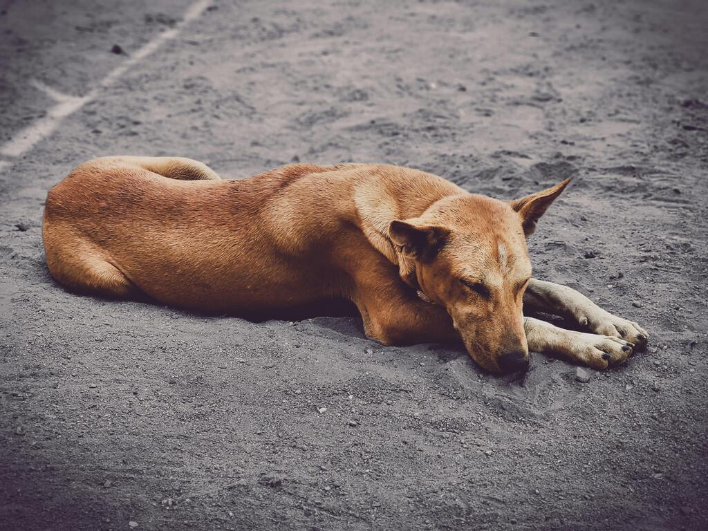 Câmara aprova o Abril Laranja contra maus-tratos aos animais