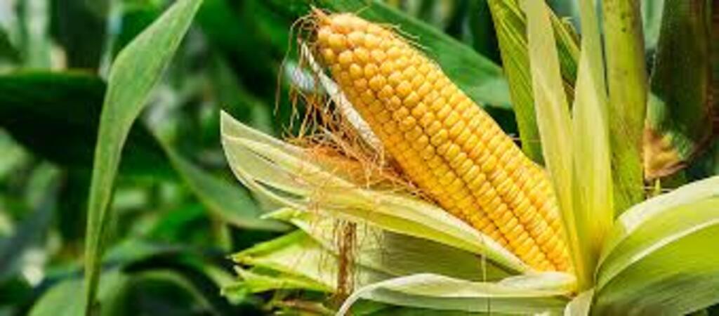  - IMAGEM DIVULGAÇÃO