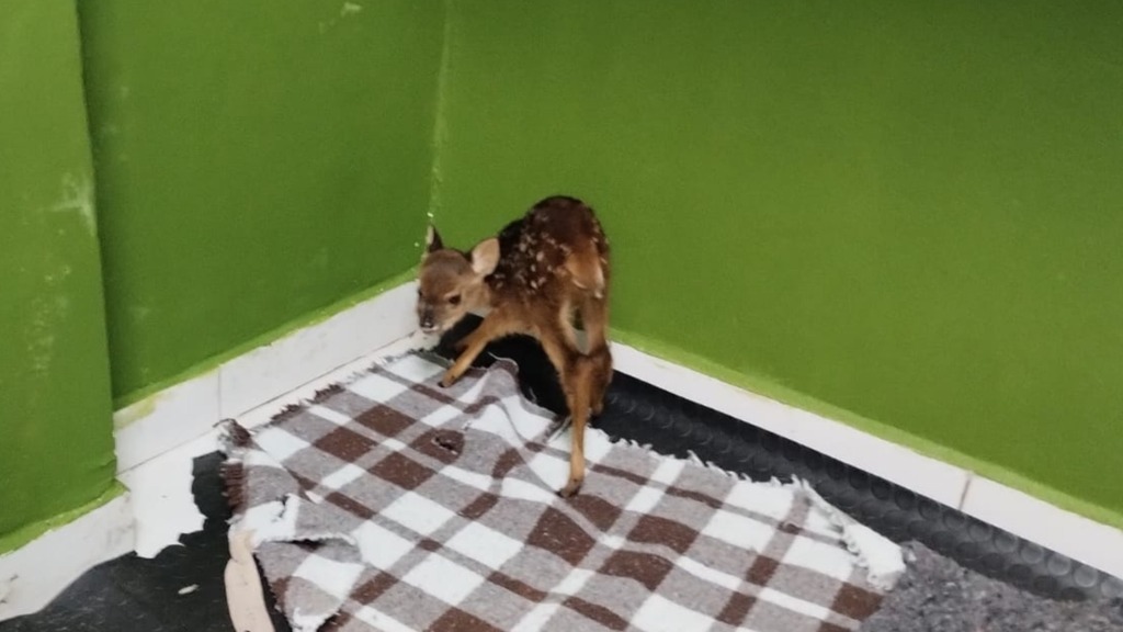 Cervo silvestre é encontrado dentro de residência em Lages