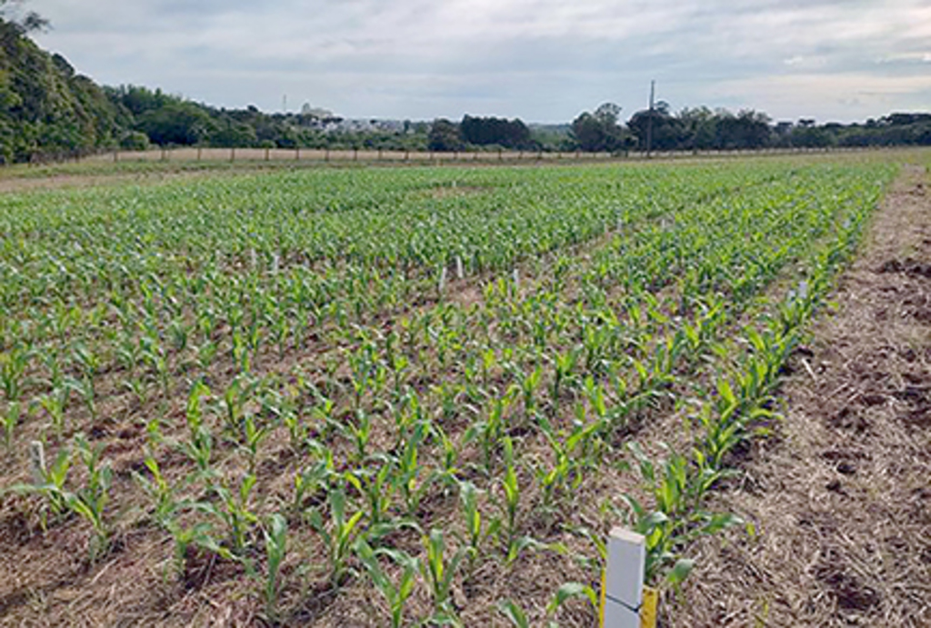 Produtores aceleram plantio