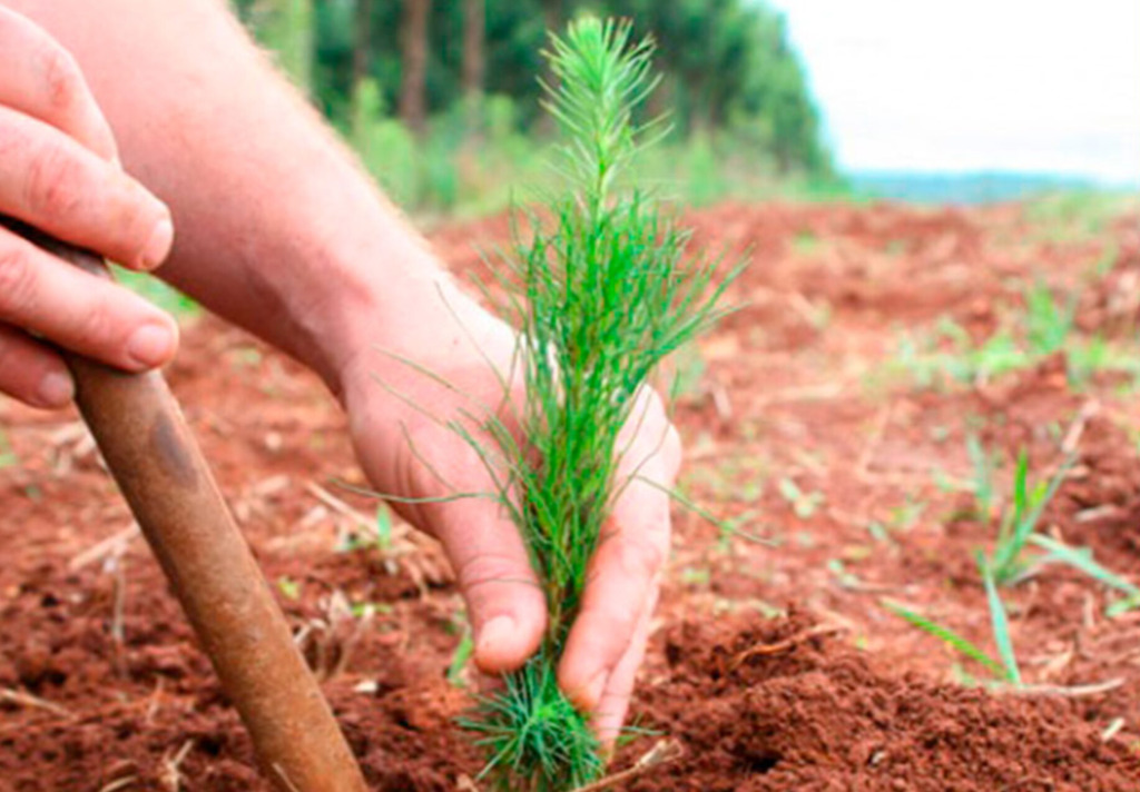 Udesc lança e-book com mapeamento inédito de florestas plantadas em Santa Catarina