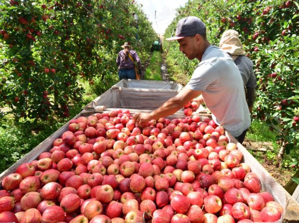 Epagri projeta safra de maçã 28% maior em Santa Catarina