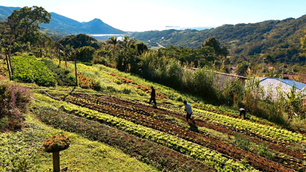 Foto: Família Machado / Eduardo Zappia - De horta familiar a símbolo de agroecologia: quilombolas de Garopaba colhem frutos do cultivo saudável