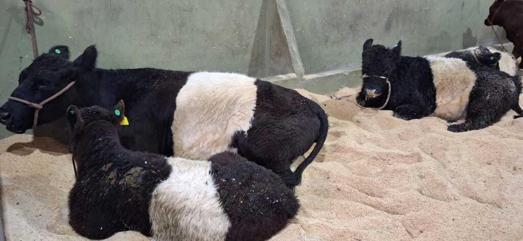 Primeiros animais chegam ao Parque Conta Dinheiro