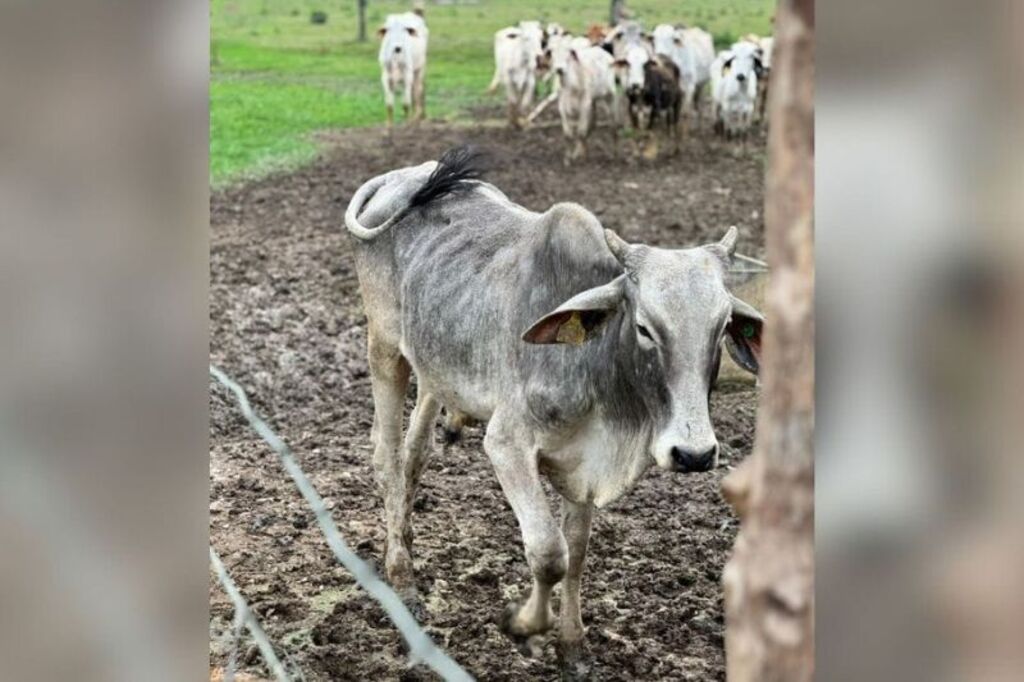 Mais de 60 bovinos são resgatados de situação de maus-tratos em Joinville