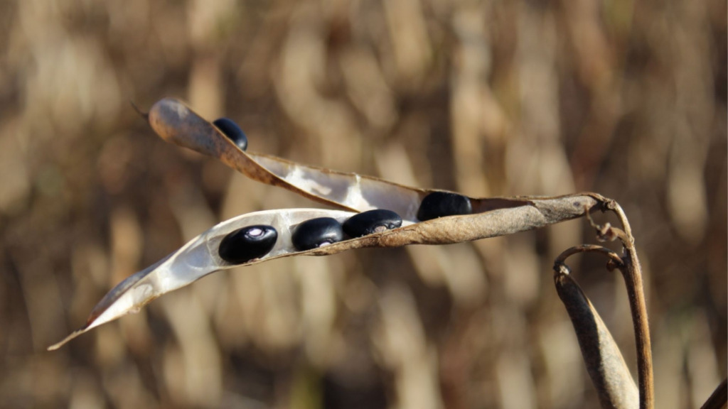Canoinhas vai cultivar 40,3 mil hectares de grãos e tabaco