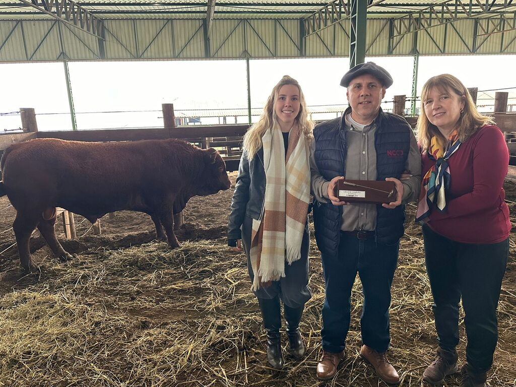 Criatório de Devon de Otacílio Costa é campeão na Expolages 2025