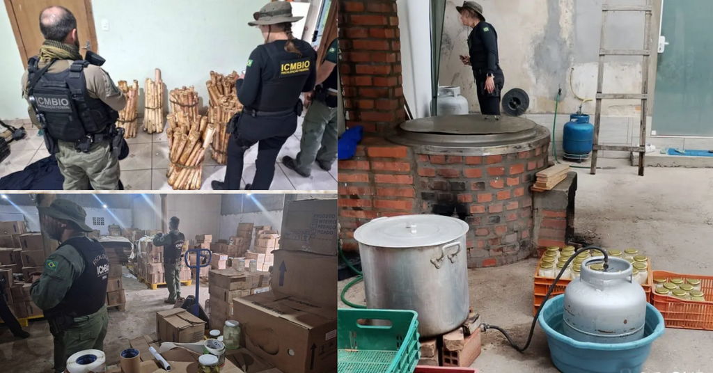 Rio do Sul e Ibirama são alvos de operação contra fábricas clandestinas de palmito no Alto Vale