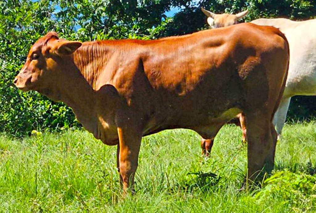 Comércio da Cria Evolui com Apoio Técnico e Estratégias de Manejo
