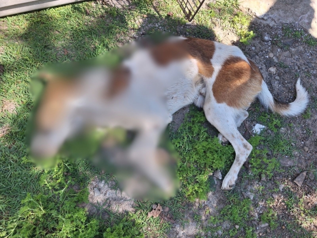 Mulher é presa por maus-tratos a animais