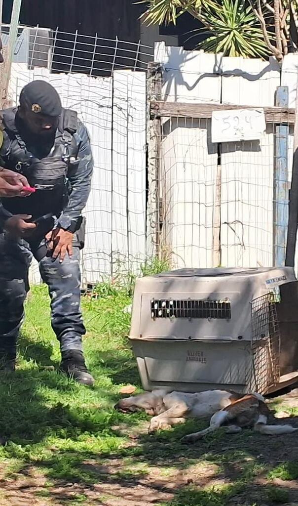 Mulher é presa por maus-tratos a animais