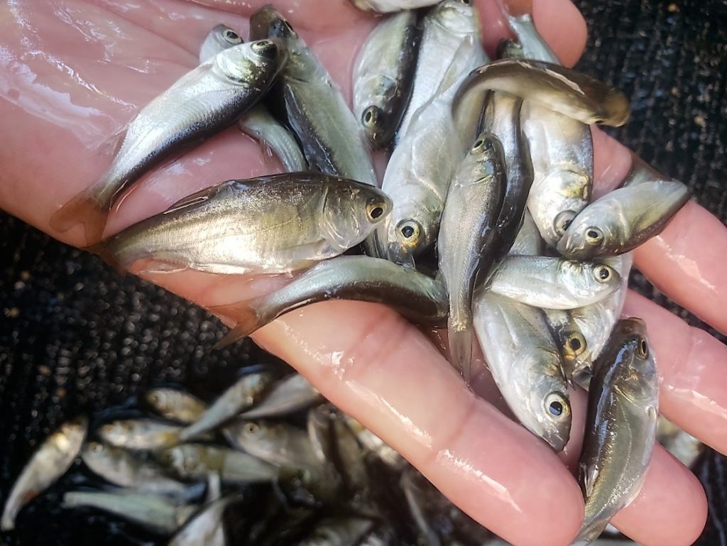 Abertas as inscrições para a aquisição de alevinos em Três Barras; encomendas seguem até o dia 21 de novembro