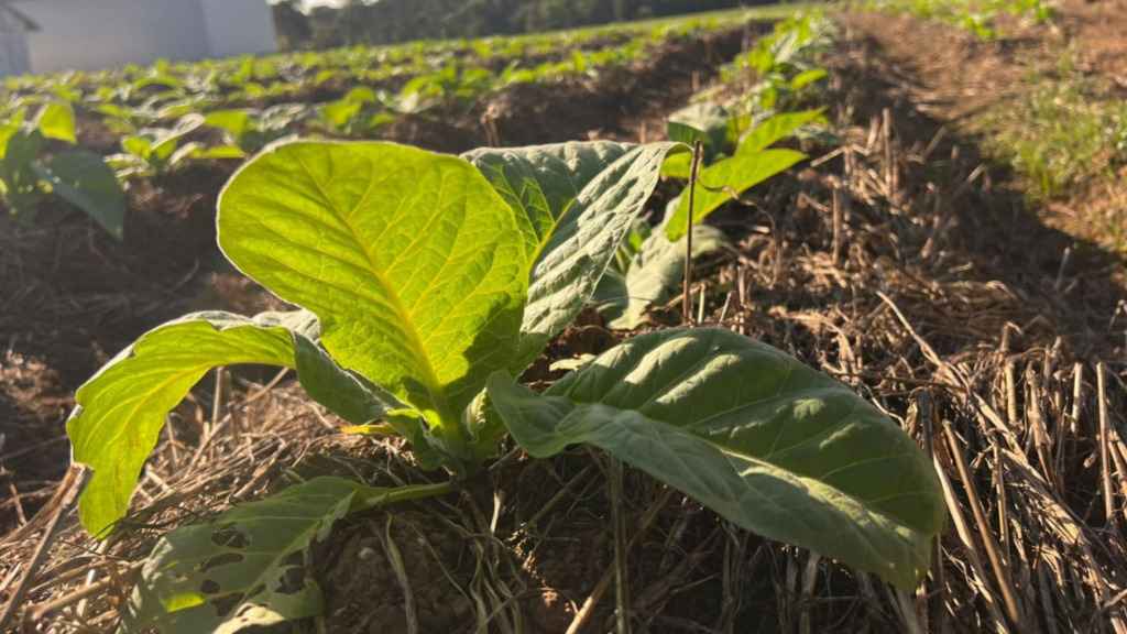 Canoinhas fará documento com posição da região para COP-11