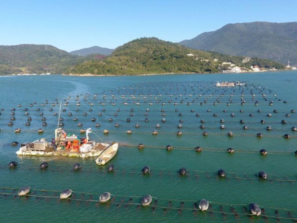 Agronegócio de Santa Catarina bate recordes e reforça protagonismo nacional