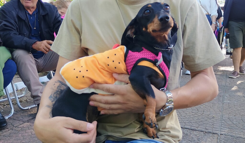 Evento celebra bem-estar animal e criatividade em concurso de fantasias