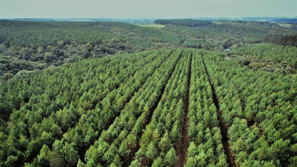 Santa Catarina lidera setor florestal e figura como potência na balança comercial brasileira