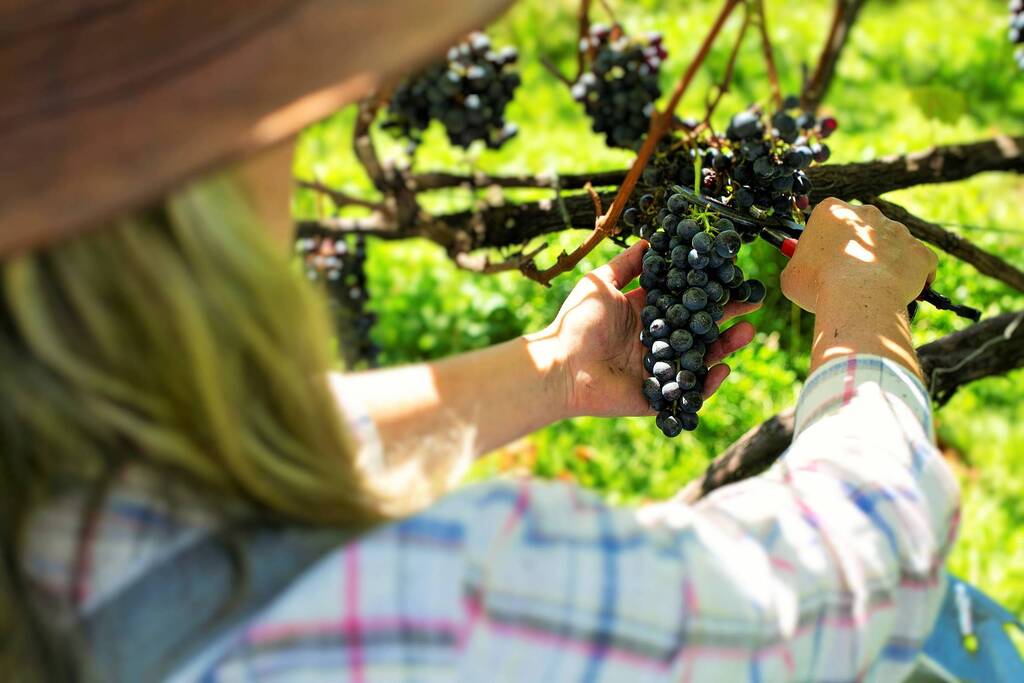 VII Simpósio Catarinense Vinhos de Altitude acontece em São Joaquim
