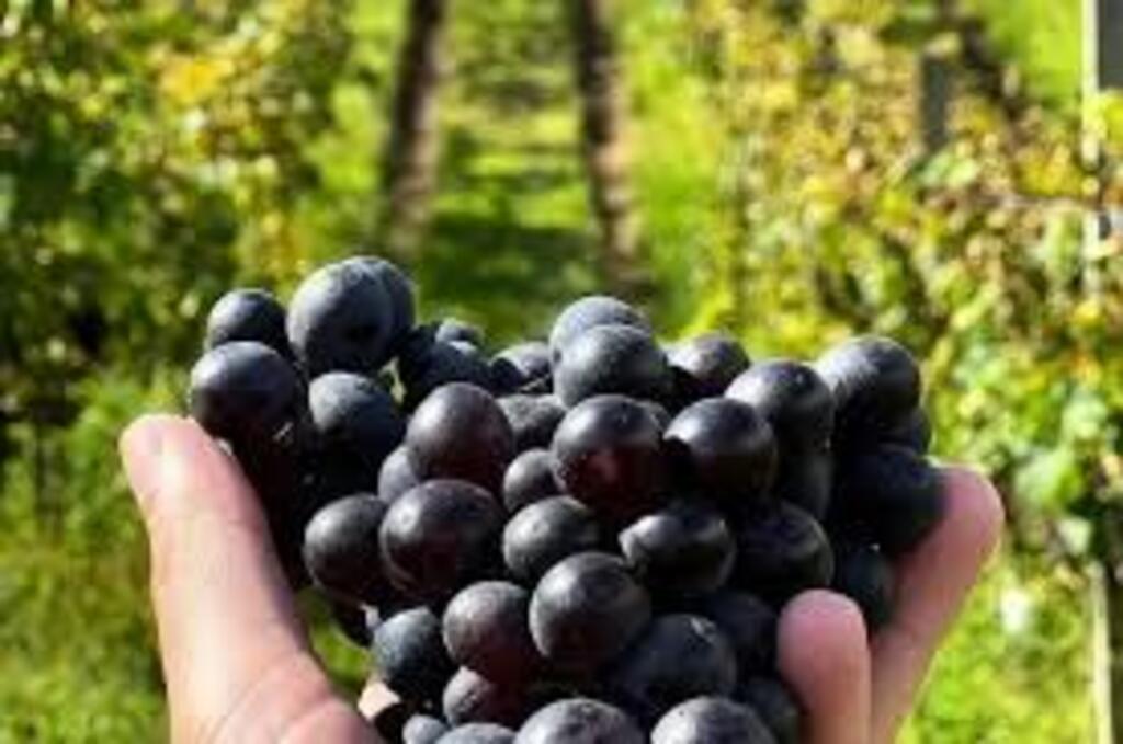 VII Simpósio Catarinense Vinhos de Altitude acontece em São Joaquim