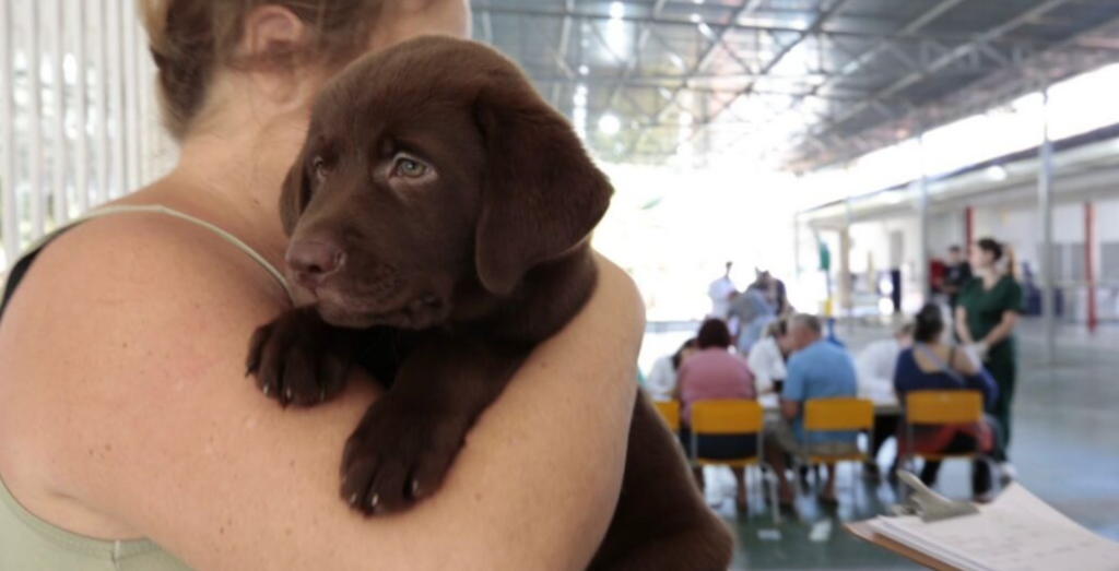 Centro de Bem-Estar Animal de Joinville realiza mutirão de microchipagem de cães e gatos no Paranaguamirim