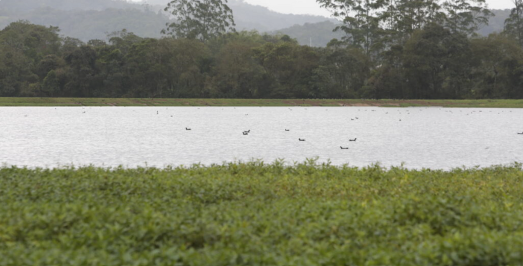 Estudos para requalificação ambiental das lagoas de estabilização da ETE Jarivatuba seguem em andamento
