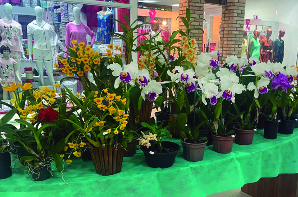 Shopping Pórtico promove exposição de orquídeas e atrações infantis neste sábado
