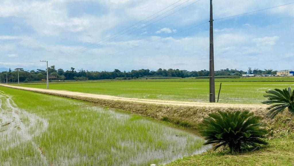 MAIS DE 90% DO ARROZ DA REGIÃO SUL CATARINENSE E DO LITORAL NORTE GAÚCHO JÁ FOI PLANTADO