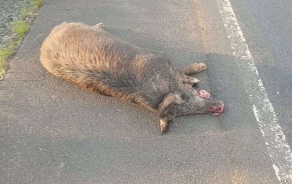 Javalis colocam em risco a segurança de quem usa a SC-114