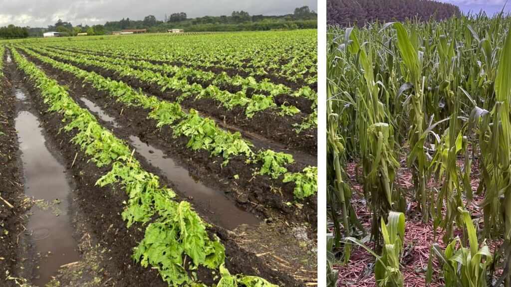 Tempestade atinge mais de mil lavouras na região de Canoinhas