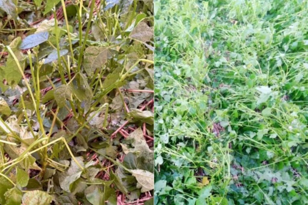 Temporal com granizo em Canoinhas causa estragos e leva prefeitura a decretar emergência