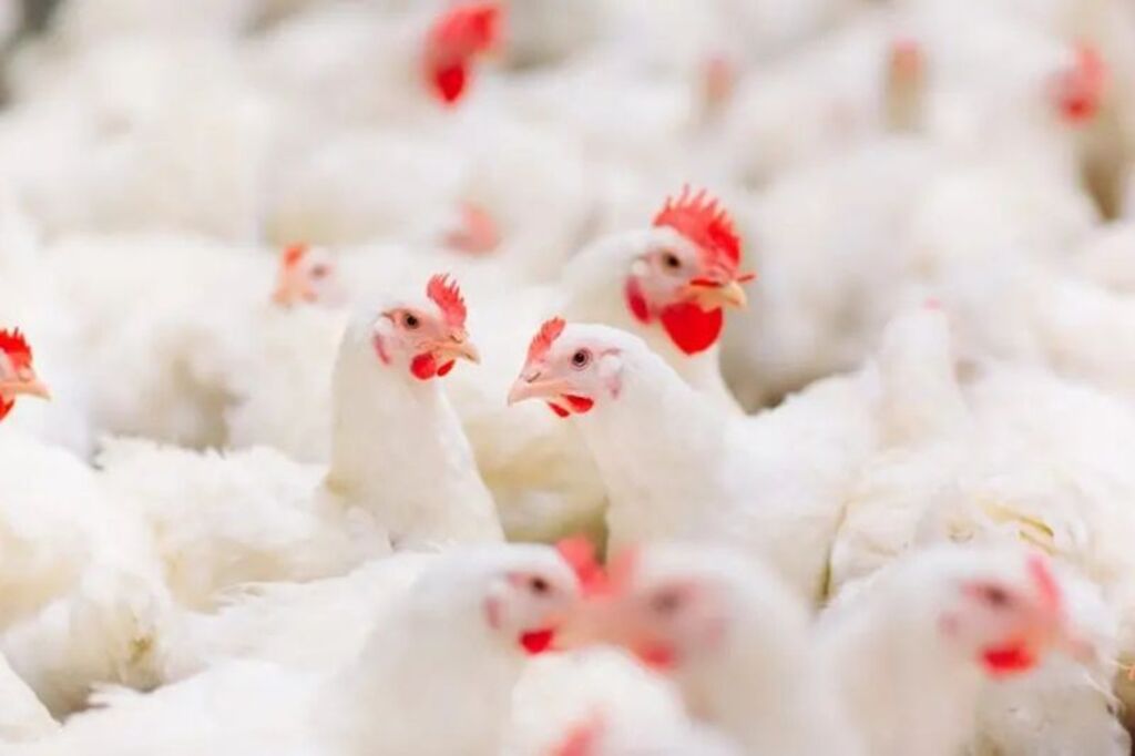 China suspende veto e reabre importações de produtos avícolas do Brasil após surto de gripe aviária