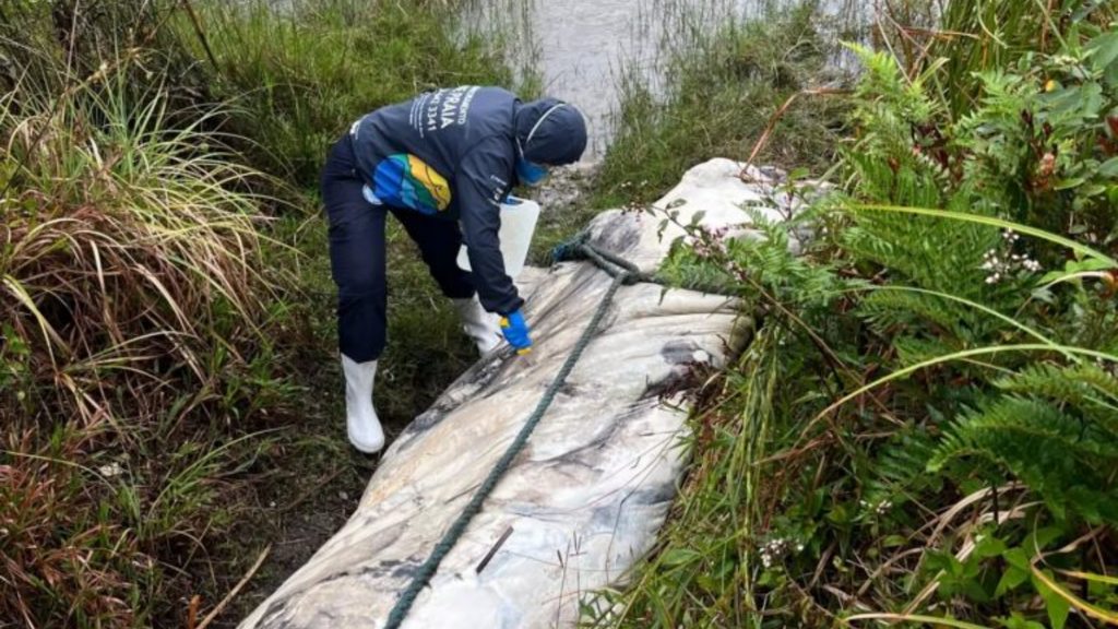 Filhote de baleia-franca é encontrado morto na Lagoa do Macacu, em Garopaba