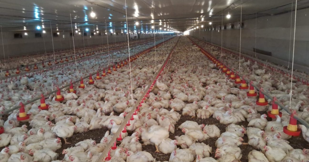 Paralisação da JBS em Itaiópolis deixa quase 800 mil frangos sem destino