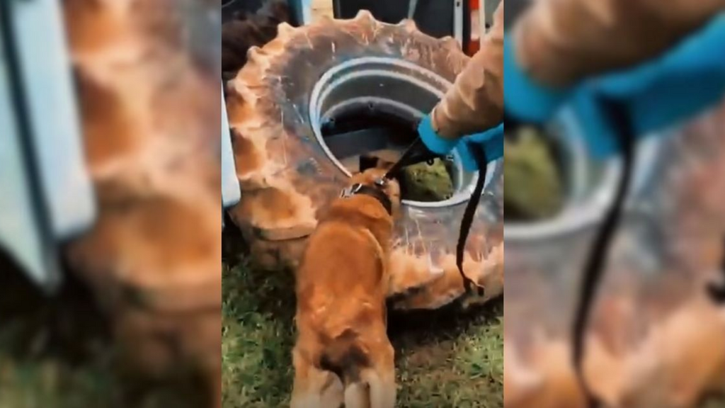 Foto: PMSC/ Divulgação - Operação em Tubarão apreende mais de 340 quilos de maconha escondidos em pneus de tratores*