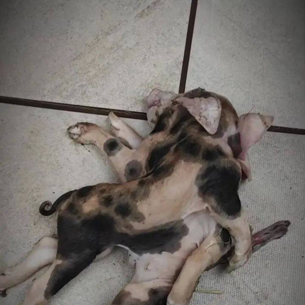 Leitão nasce com dois corpos em município do Oeste