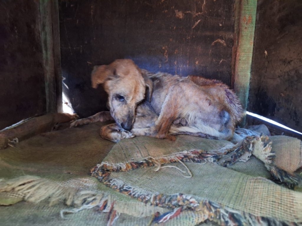 Duas pessoas foram presas em flagrante por maus-tratos a cães