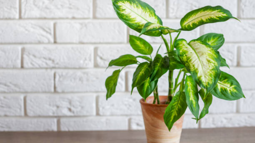 Imagem iStock - Mulher é encaminhada ao hospital após intoxicação por planta “comigo-ninguém-pode” em Imbituba